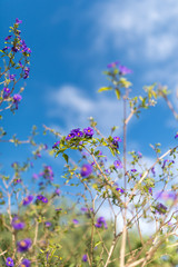 Obraz na płótnie Canvas Purple Flowers in Bloom