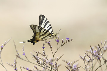 Scarce swallowtail butterfly, Iphiclides podalirius flying aroun