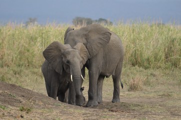Fototapeta na wymiar Young elephant and his mother in MIkumi National Park in Tanzania easthern Africa 