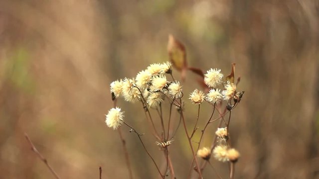 flower autumn snow