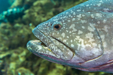 Naklejka na ściany i meble Giant grouper in aquarium, close up side profile head shot