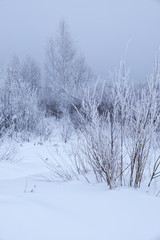 Winter bare trees without leaves under snow