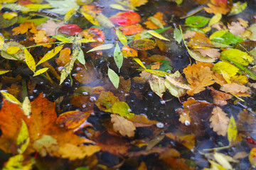 Autumn leaves on water
