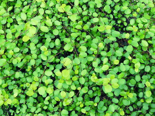 Grüne kleine Blätter