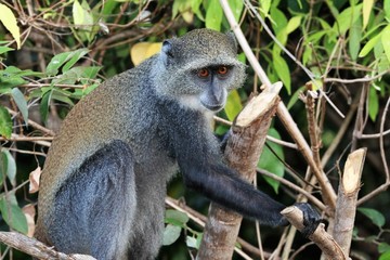 affe