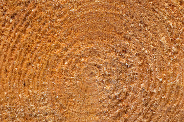 closeup wooden trunc texture