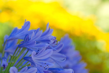 Schmucklilie Agapanthus makro Hintergrund © Schlegelfotos