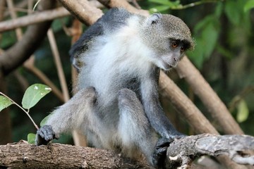 affe