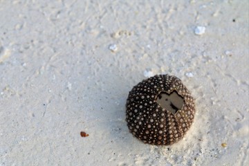 seestern