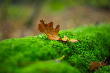 Obraz premium closeup dry autumn leaf lie on a moss