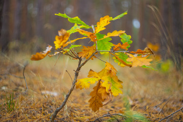 dry autumn oak branch in a forest