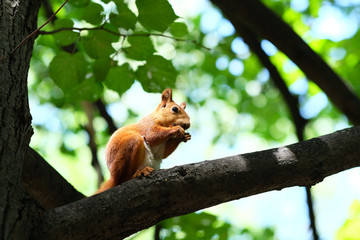 Red squirrel on tree