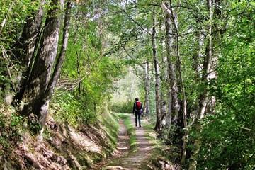 Fototapeta premium Höhenweg, Lötschberg-Südrampe, Wallis