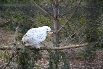 Lunchtime Snowy Owl