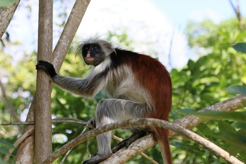 rote Colobus