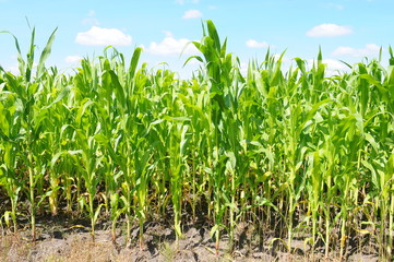 Obraz premium Corn field
