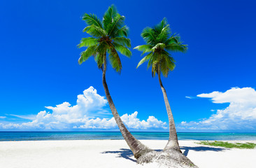 paradise tropical beach palm