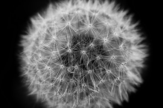 Fototapeta Löwenzahn Makro