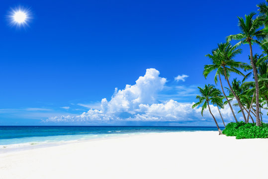 paradise tropical beach palm