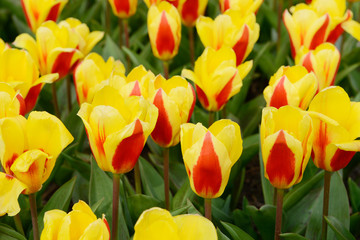 field with yellow tulips