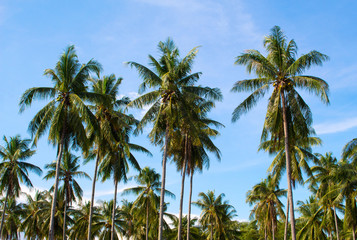 Fototapeta na wymiar Palm trees grove. Sunny day on exotic island in Asia