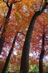 Colorful red, orange, and yellow leaves during foliage season on the East Coast