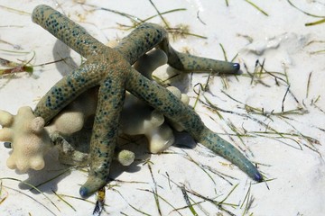 sea star