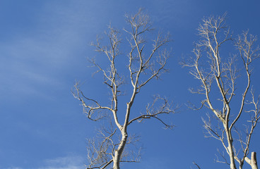White tree silhouettes on blue sky. White winded timber in the forest.