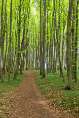 Obraz premium Küstenwald auf der Insel Rügen