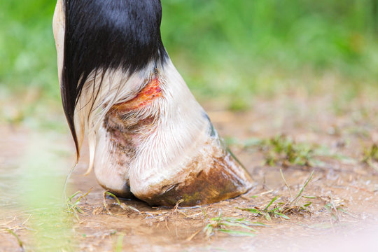 Fototapeta Horse limb injury. 