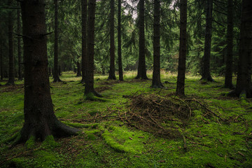 Dunkler trüber Tag im Wald