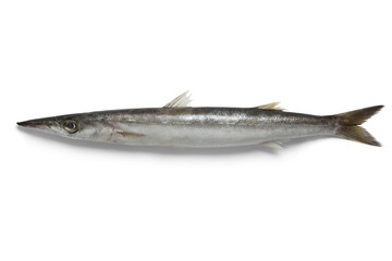  Single barracuda fish