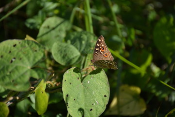 brown butterfly

