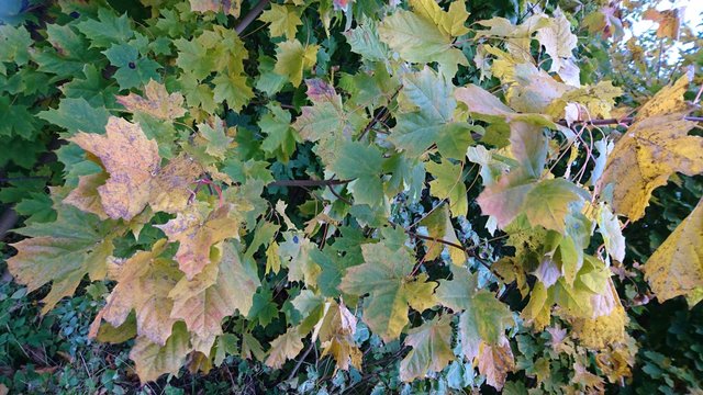 Autumn leaves