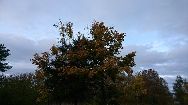 Autumn evening