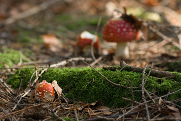 Fliegenpilz im Wald