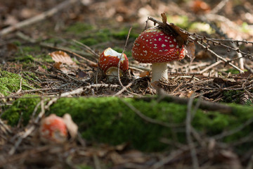 Fliegenpilz im Wald