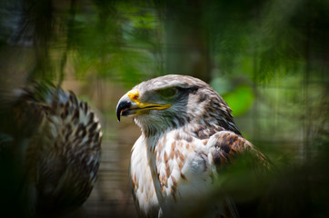 Gyrfalcon