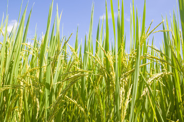 Fototapeta premium the Green rice in the field rice background, thailand harvest.