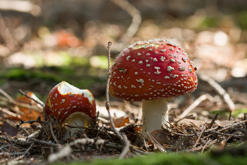 Fliegenpilz im Wald