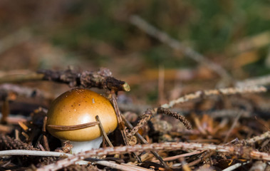 kleiner Pilz kämpft sich durch