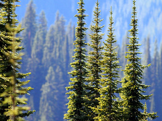 Subalpine Fir Trees in the Cascade Mountains