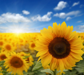 Obraz premium sunflowers and sun