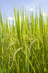 the Green rice in the field rice background, thailand harvest.