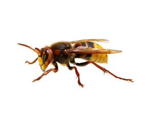 hornet isolated on white