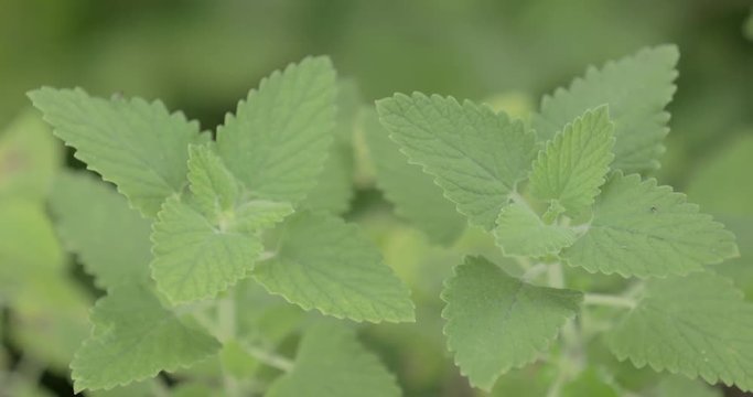 Detail of catnip plant growing in a garden.