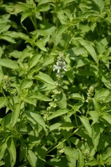 hairy basil plants in nature garden