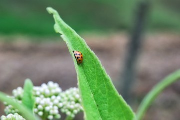 Ladybug climbing a leaf