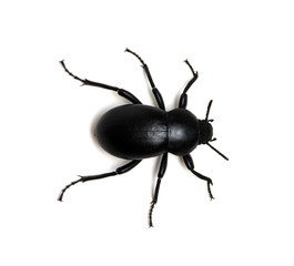 black beetle on white
