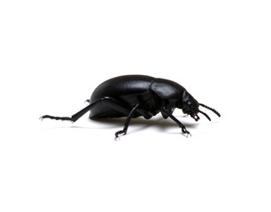 black beetle on white